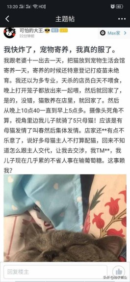 公猫端母猫（公猫母猫站姿就有区别）