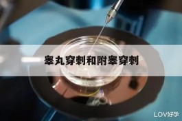 睾丸穿刺和附睾穿刺