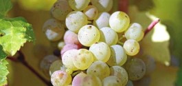 白葡萄酒是由哪些葡萄酿出来的呢?白葡萄酒是由哪些葡萄酿出来的