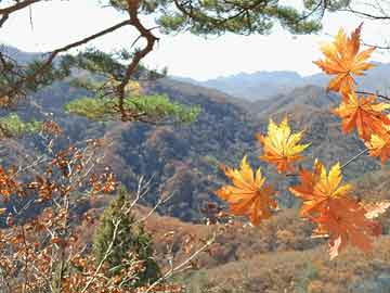 寄全椒山中道士赏析（寄全椒山中道士表达感情）